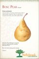 Pear Golden Russett Bosc European Dwarf