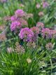 Ornamental Onion Medusa