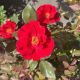 Rose Shrub Miracle on the Hudson