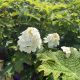 Hydrangea Jetstream