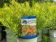 Butterfly Weed