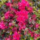 Azalea Hino Crimson Red