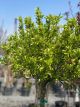 Crabapple Lollipop