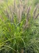 Fountain Grass Red Head