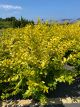 Privet Golden Vicary