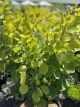 Smoke Bush Golden Spirirt