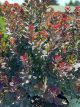 Smoke Bush Royal Purple