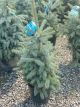 Spruce Baby Blue is Cool