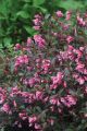 Weigela Fine Wine