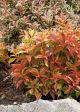 Weigela My Monet Sunset