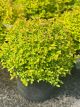Spirea Goldmound