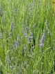 Lavender Provence