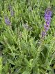 Salvia May Night 1 Gallon
