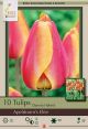 Tulip Apeldoorns Elite 7PK