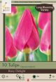 Tulip Rosy Delight 7PK