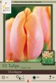 Tulip Dordogne 7PK