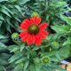Coneflower Kismet Intense Orange