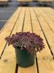 Sedum Sunsparkler Firecracker