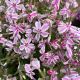 Phlox Creeping Candy Stripe