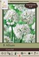 Allium Graceful 8 PK