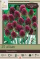 Allium Drumsticks 25pk