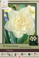 Narcissus Obdam 8 PK