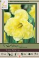 Narcissus Sunny Side Up 7 PK