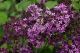 Lilac Bloomerang Dark Purple