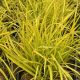Sedge Golden Aurea