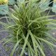 Grass Japanese Sedge Ice Dance