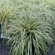 Sedge Grass Ever Color Everoro