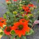 Coneflower Sombrero Adobe Orange