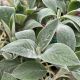 Lamb's Ear Helen Von Stein