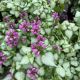 Dead Nettle Purple Dragon