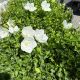 Bellflower Rapido White