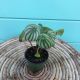 Peperomia Watermelon