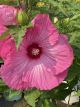 Hibiscus Hardy Airbrush Effect