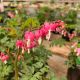 Bleeding Heart