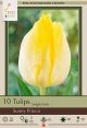Tulip Sunny Prince 7 PK
