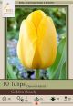 Tulip Golden Parade 7PK