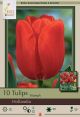 Tulip Hollandia 7PK