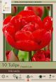 Tulip Miranda 7 PK