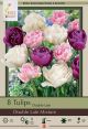 Tulip Double Dutch Late Mix 7PK