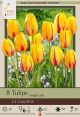 Tulip La Courtine 7PK