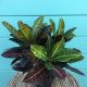 Croton Assort 6
