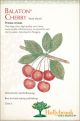 Cherry Balaton Semidwarf