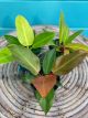 Philodendron Hybrid (Assortment-Selection Varies) 4