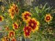 Coreopsis Uptick Gold & Bronze
