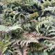 Fern Japanese Painted