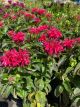 Bee Balm Cherry Pops